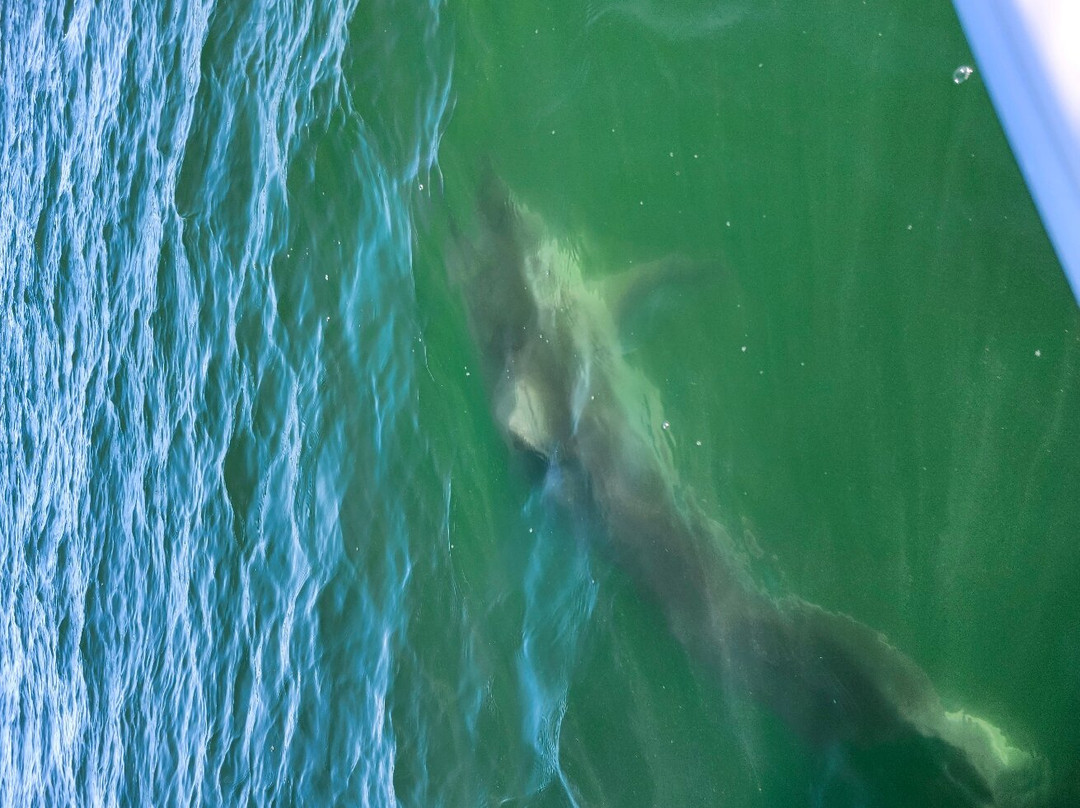 Monomoy Sportfishing-查塔姆必去景点