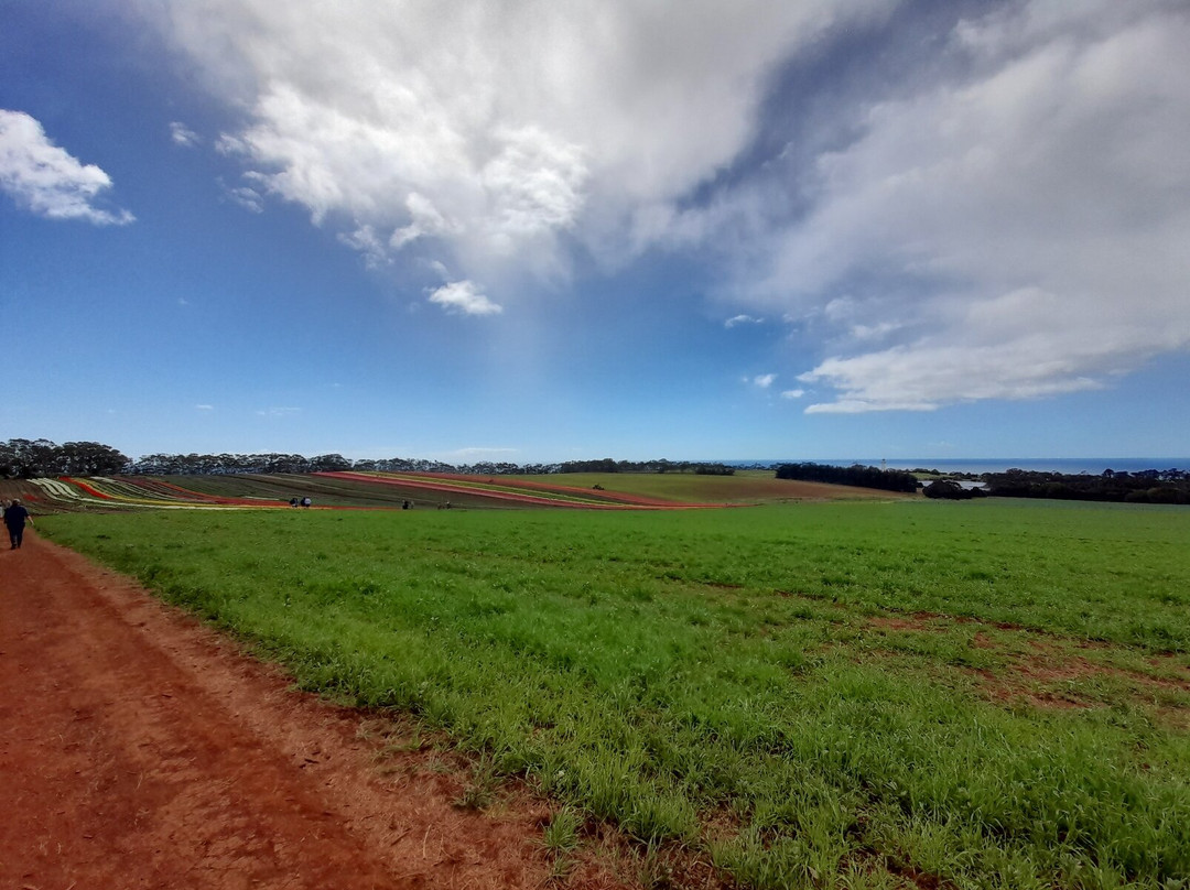 Table Cape Tulip Farm-温耶德必去景点