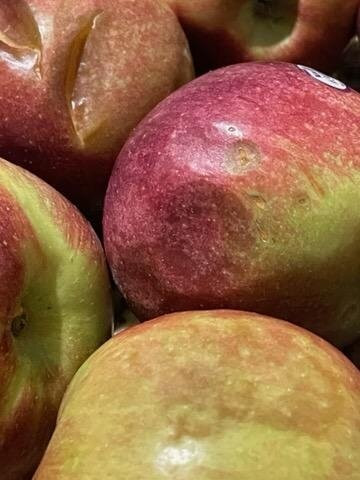 Lyman Orchards-Middlefield必去景点