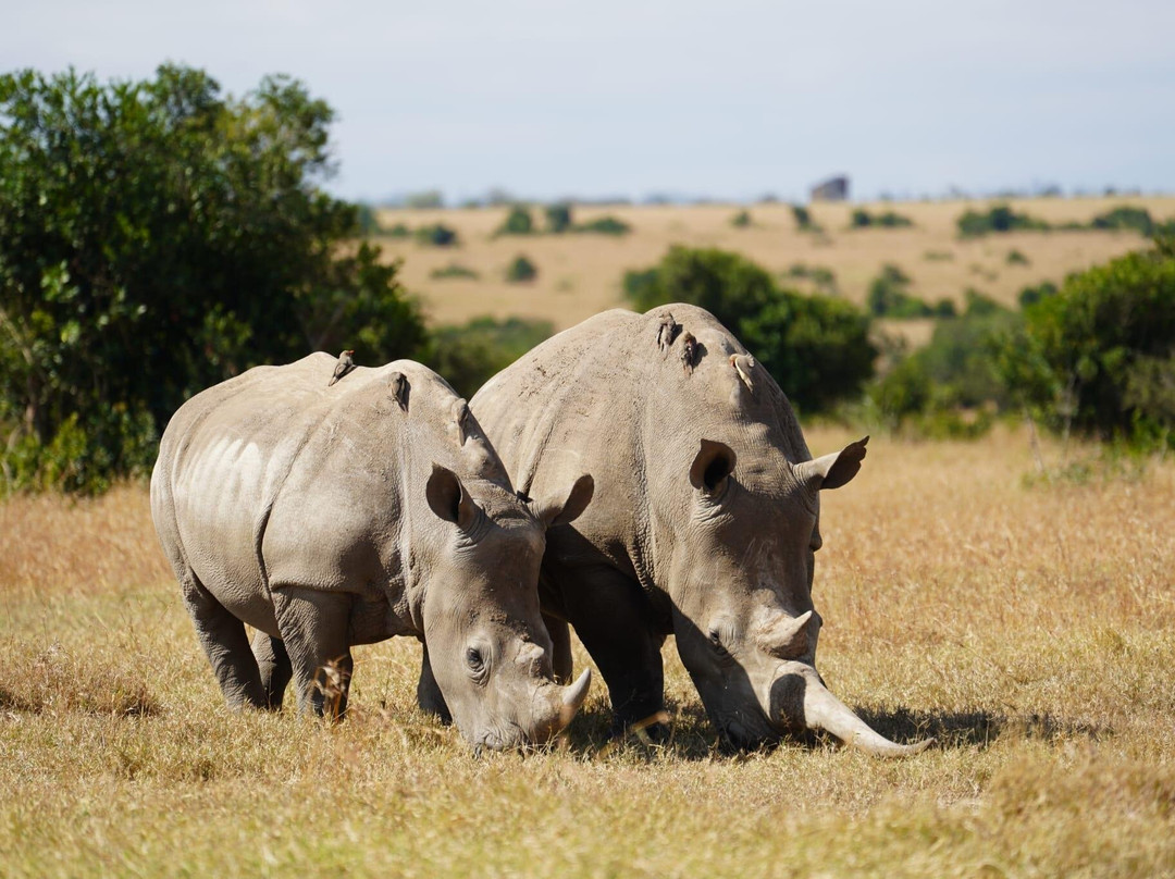 Ol Pejeta Conservancy景点图片