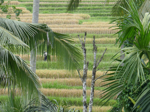 普瑞赛巴利度假村主图