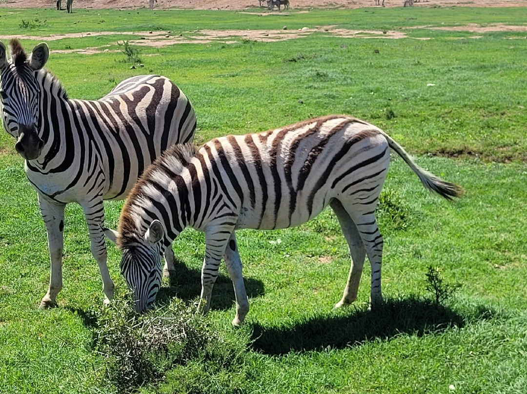 Happy Jackal Guest House主图