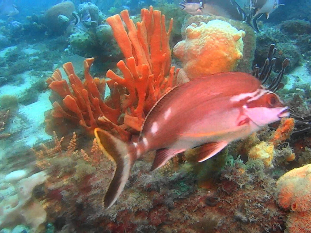 Feet First Dive-尼尔森湾必去景点