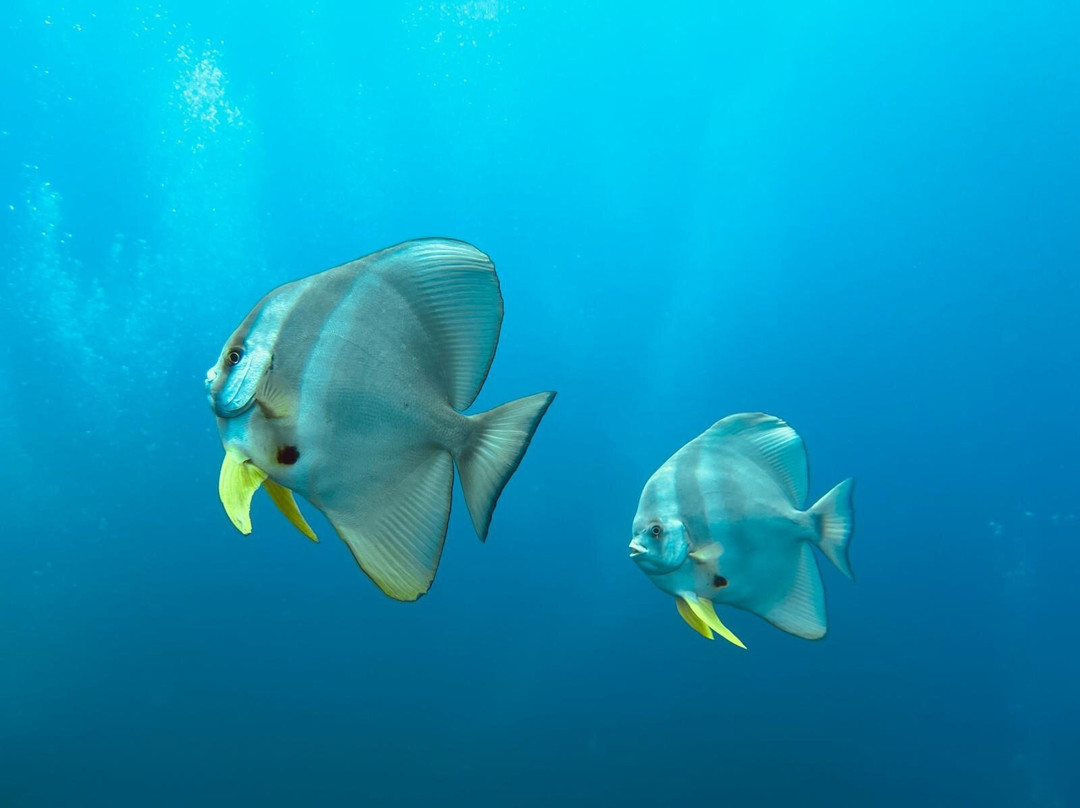 Equinoxe Ecole Seychelloise de Plongee景点图片