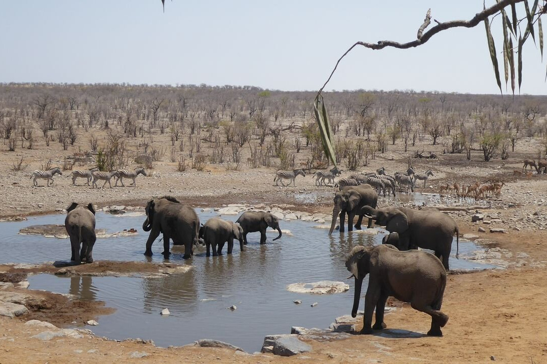 Moringa Waterhole-Halali必去景点