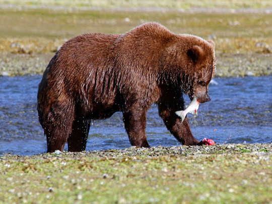 Sea Hawk Air-Kodiak必去景点
