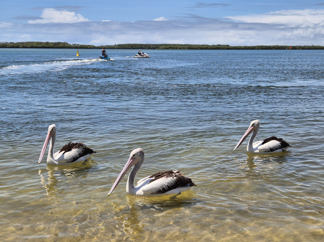 Caloundra Jet Ski Hire and Safaris景点图片