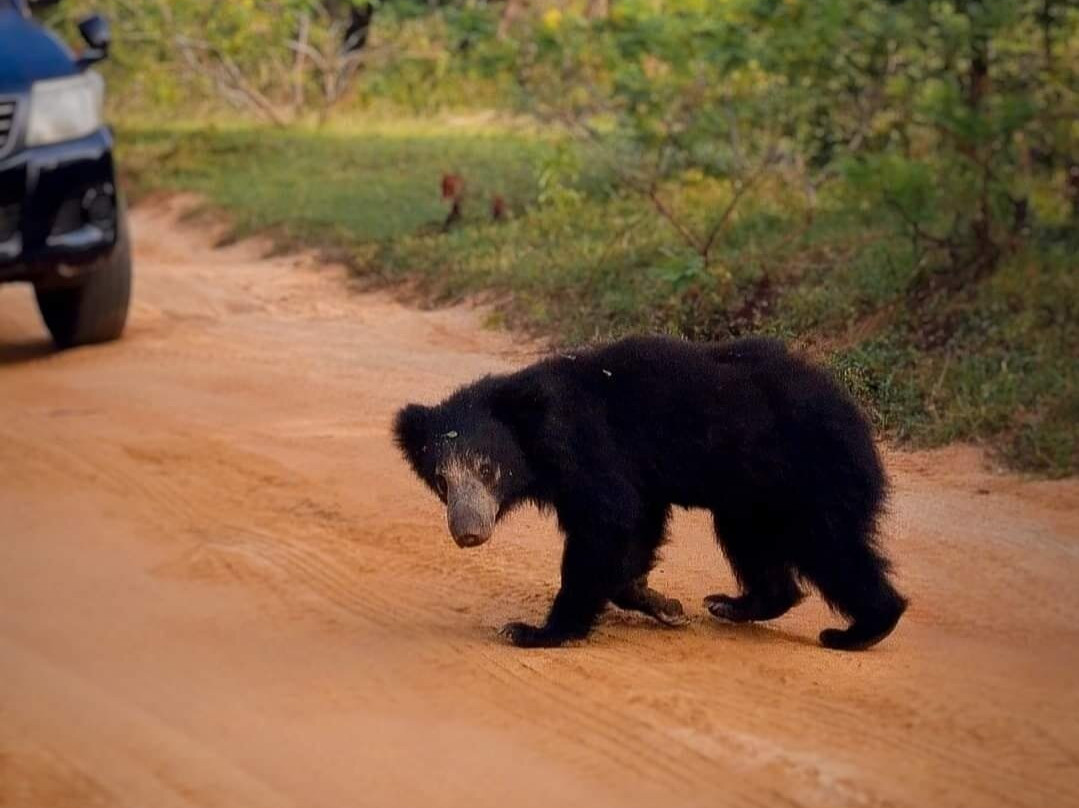 Dinuka Safari-蒂瑟默哈拉默必去景点