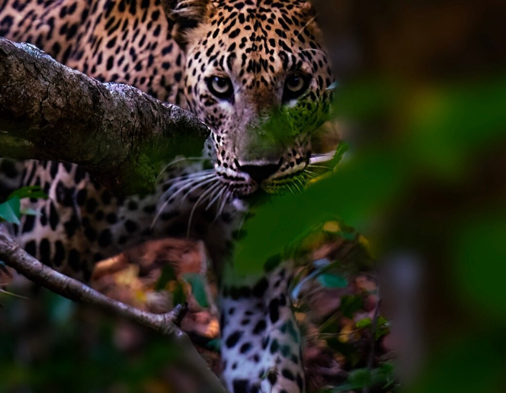 Exotic Adventures-Delgoda必去景点