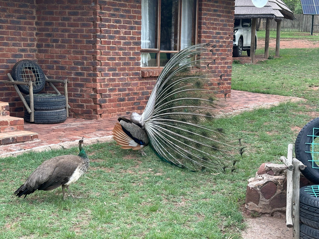 Bambelela Wildlife Care&Vervet Monkey Rehabilitation Farm-贝拉贝拉必去景点