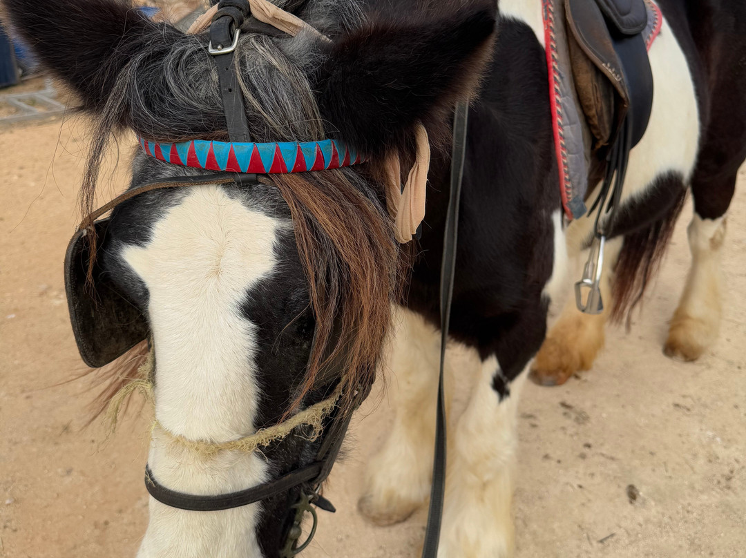 Gozo Stables Horse-Riding-Qala必去景点