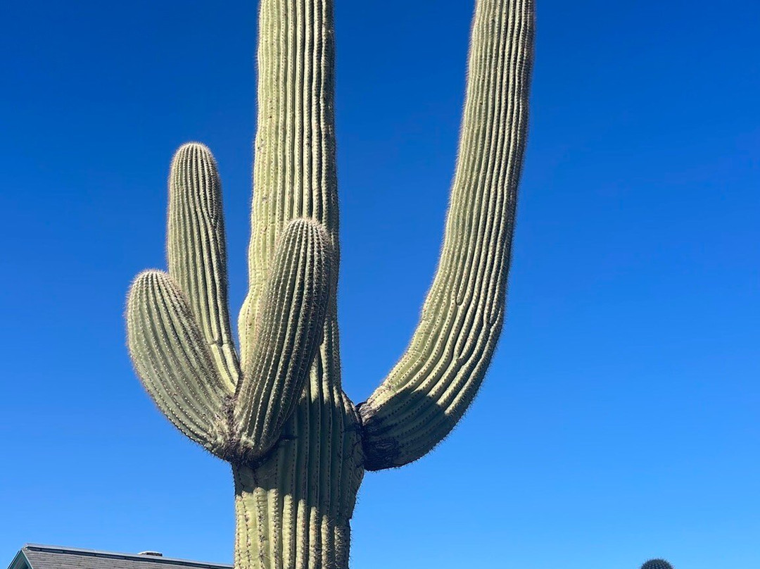 Tumamoc Hill-图森必去景点