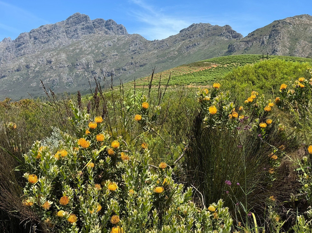 Oldenburg Vineyards-斯泰伦博斯必去景点