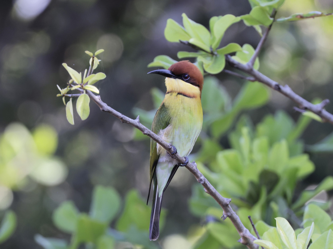 Eddy's Expeditions-加勒必去景点