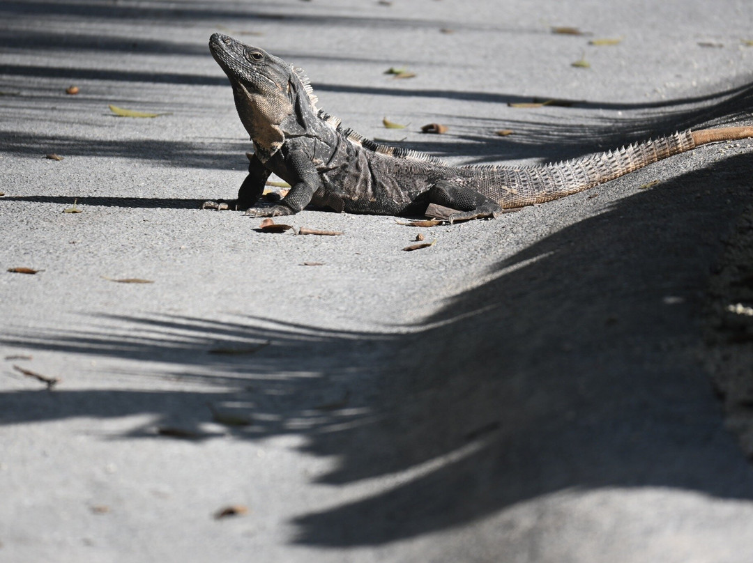 El Tinto Golf Course-坎昆必去景点