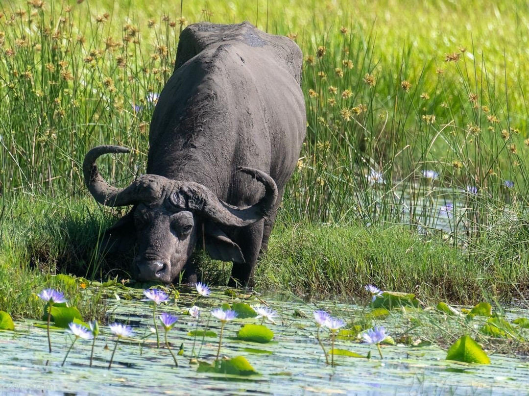 The Little Bush Baby Company-圣露西亚必去景点