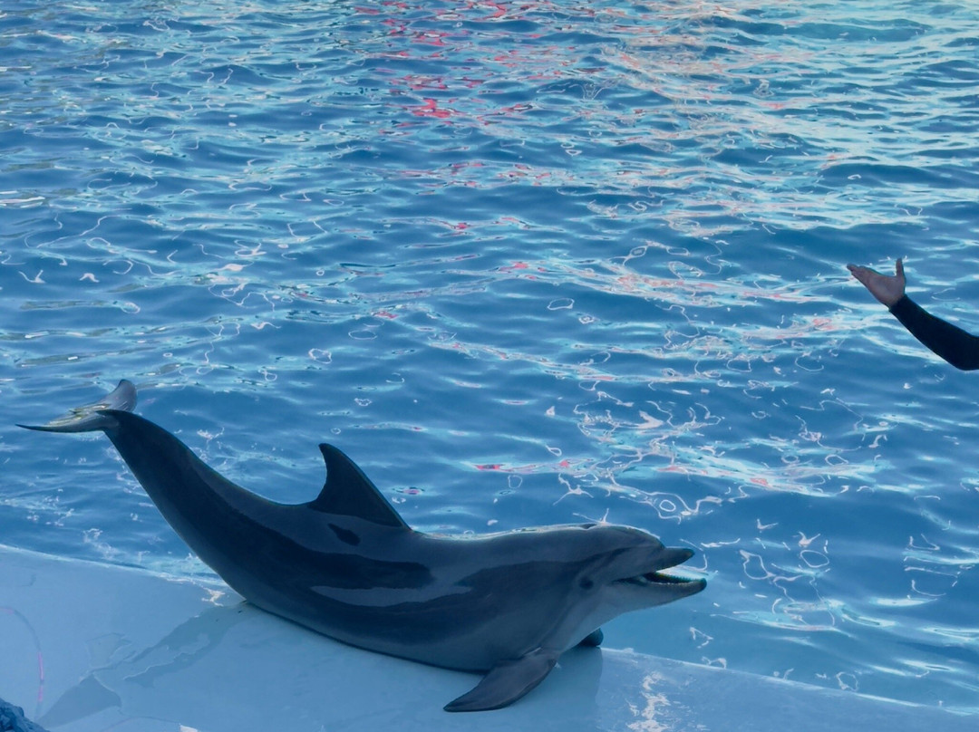 Dolphina Park-沙姆沙伊赫必去景点
