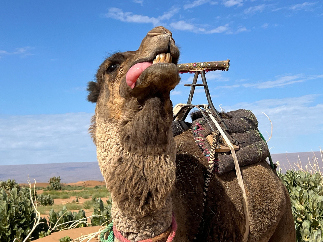 Erg Chigaga-迈哈米德必去景点