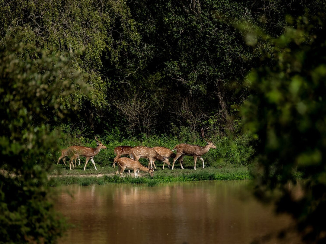 Ceylon Safari Tours景点图片