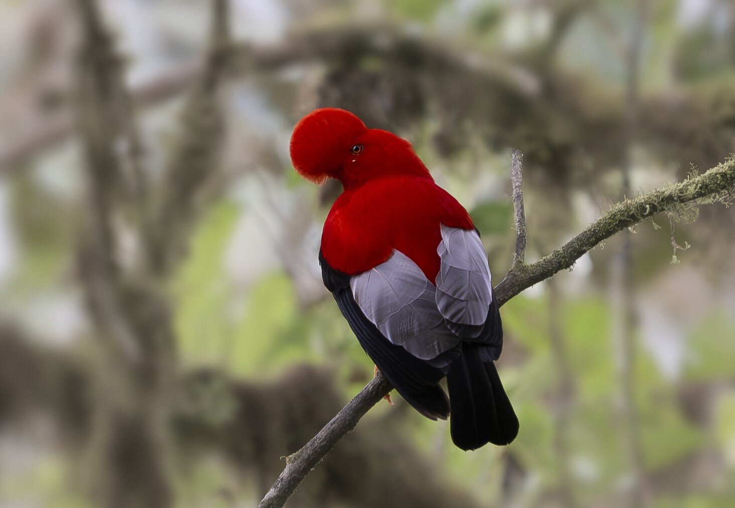 Refugio Paz de las Aves-官方