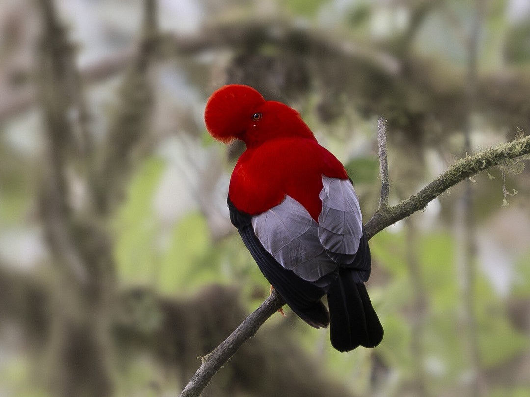 Refugio Paz de las Aves主图