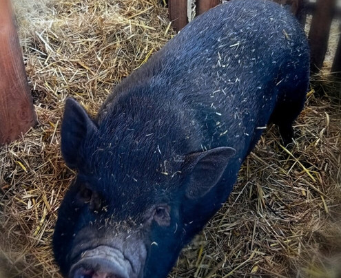 Asinerie Des Combes-Saint-Bonnet-de-Valclerieux必去景点