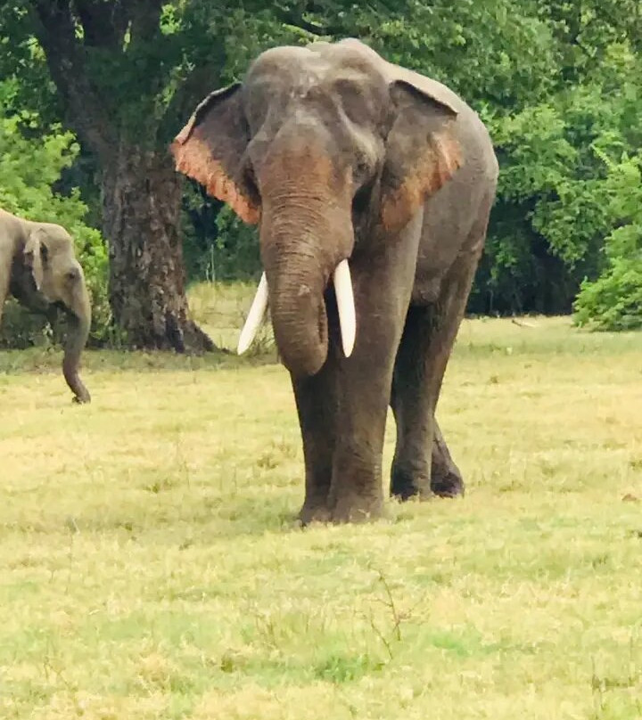 Habarana Safari | Sri Lanka-哈巴拉娜必去景点