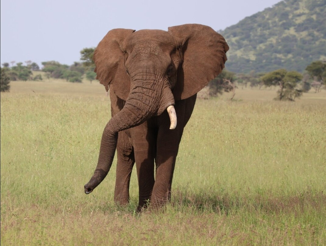 Tanzania Roadside Expeditions景点图片