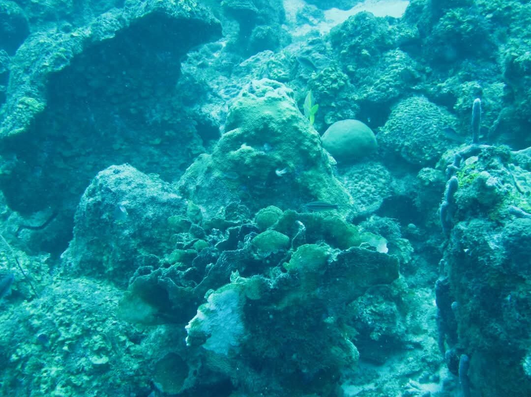 The Diveshop Curacao-威廉斯塔德必去景点