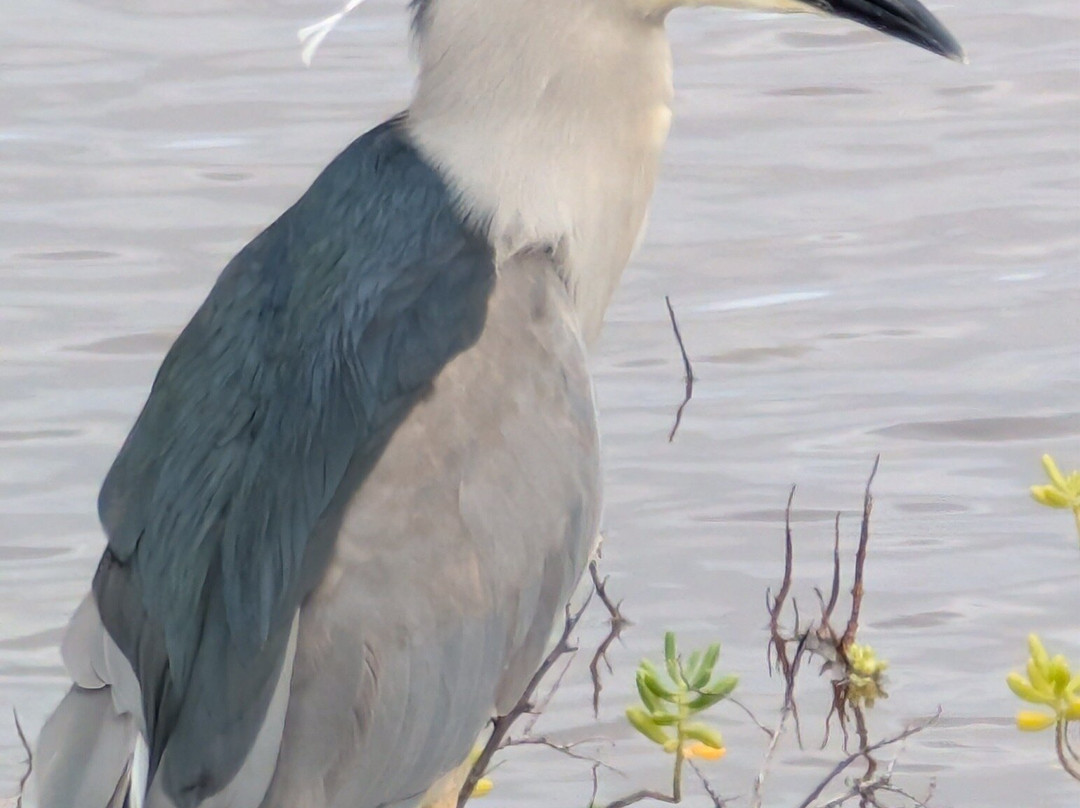 Kealia Coastal Boardwalk-基黑必去景点