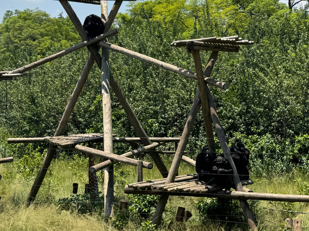 Jane Goodall Chimpanzee Eden Sanctuary-尼斯普鲁特必去景点