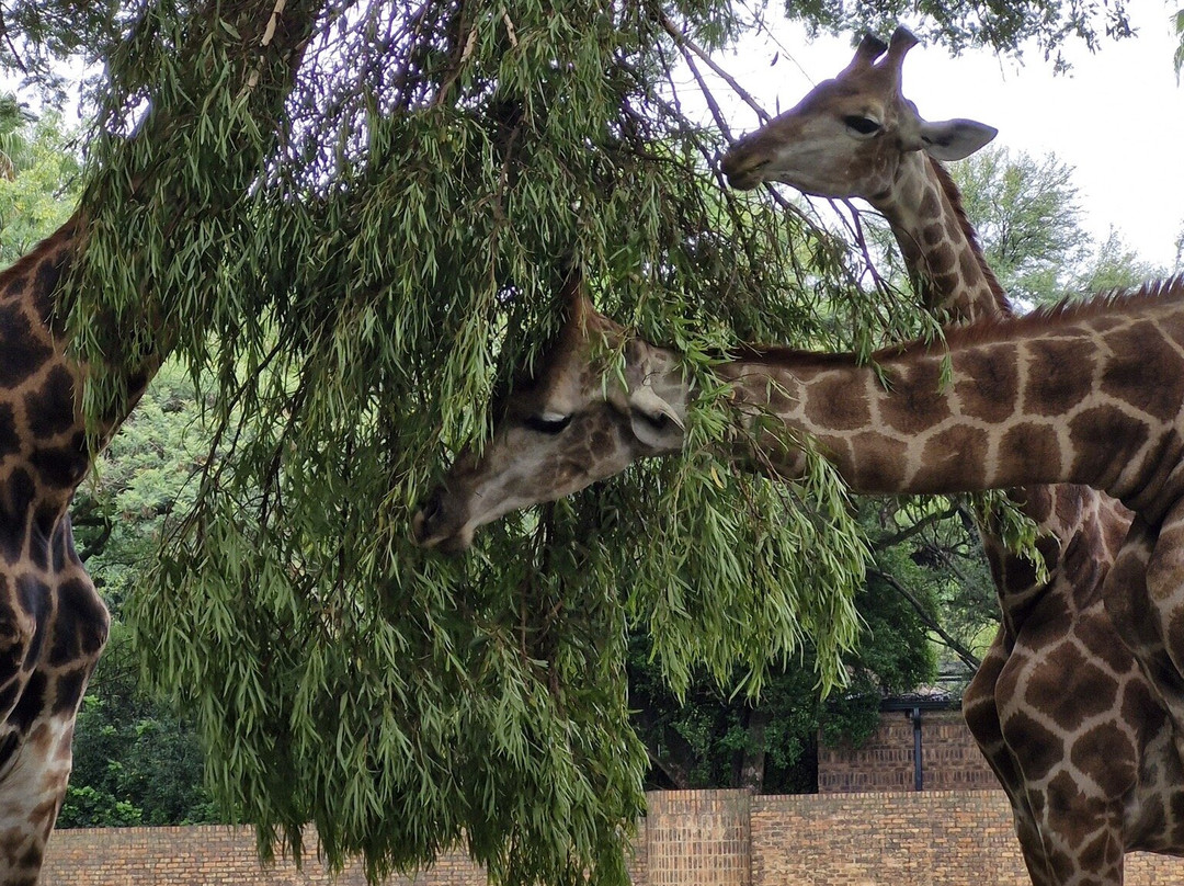 National Zoological Gardens of South Africa-比勒陀利亚必去景点