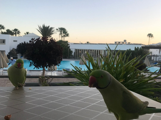 弗洛雷斯塔酒店主图