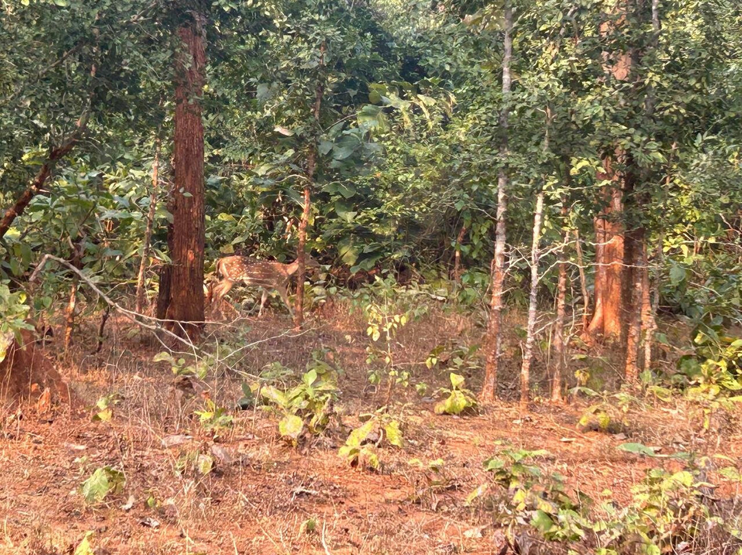 Betla National Park-Palamu District必去景点