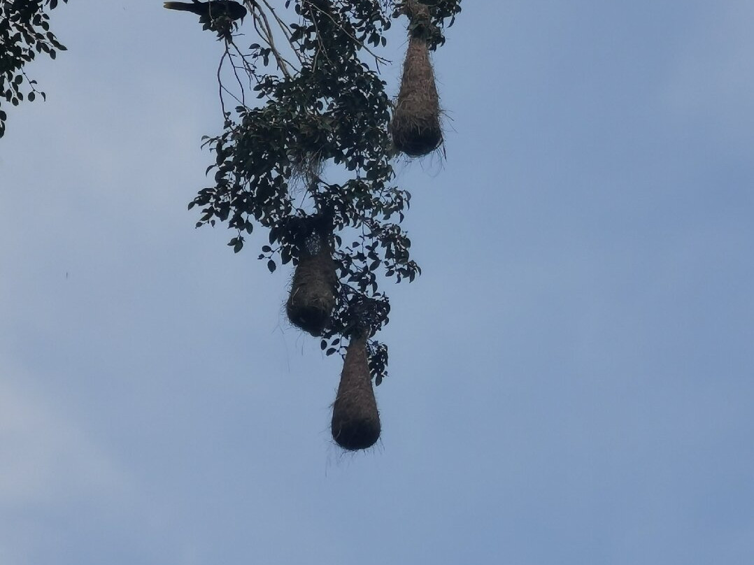 Hotel Selva Negra主图