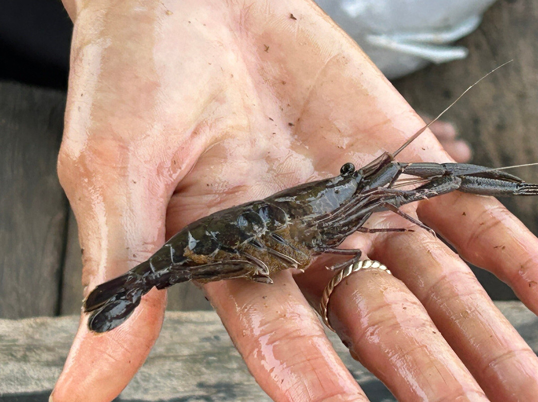 Tam Giang Lagoon-顺化必去景点