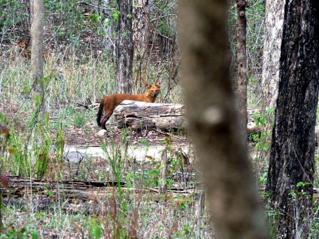 Nagzira Tigar Resort主图