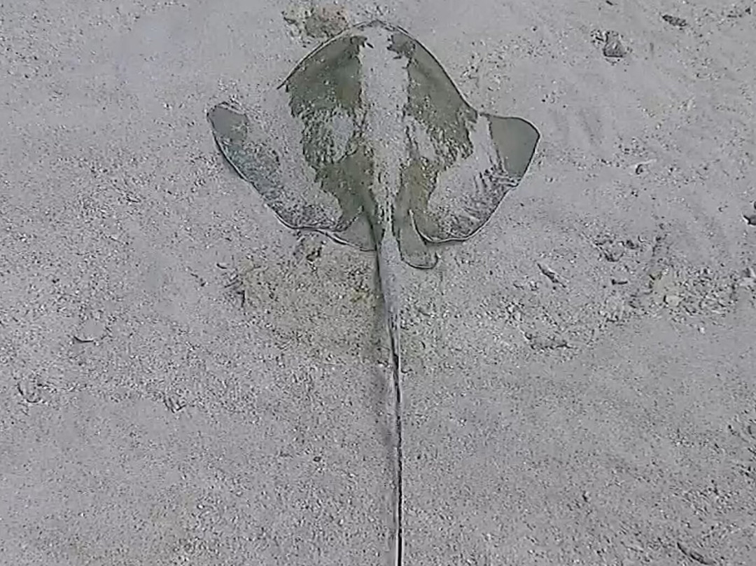 Isla Nena Scuba景点图片