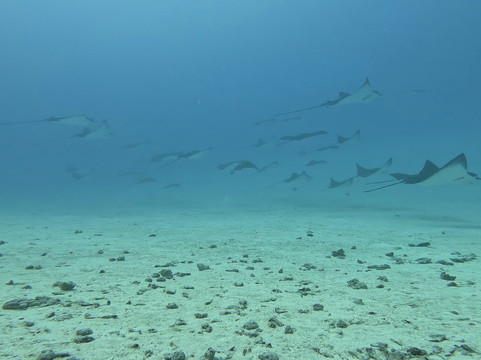 Bora Diving Center (by Eleuthera)-波拉波拉岛必去景点