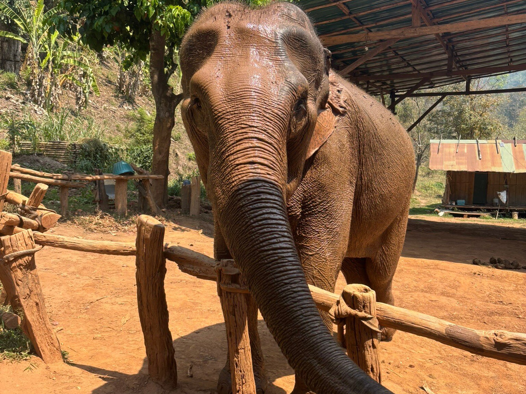 Happy Elephant Home-夜登必去景点