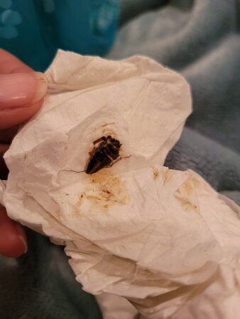 Harrah's Resort Southern California主图