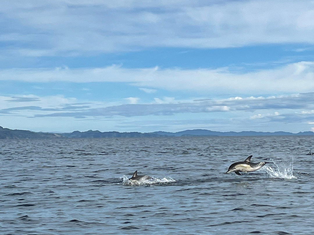 Coromandel Ocean Adventures-Tairua必去景点