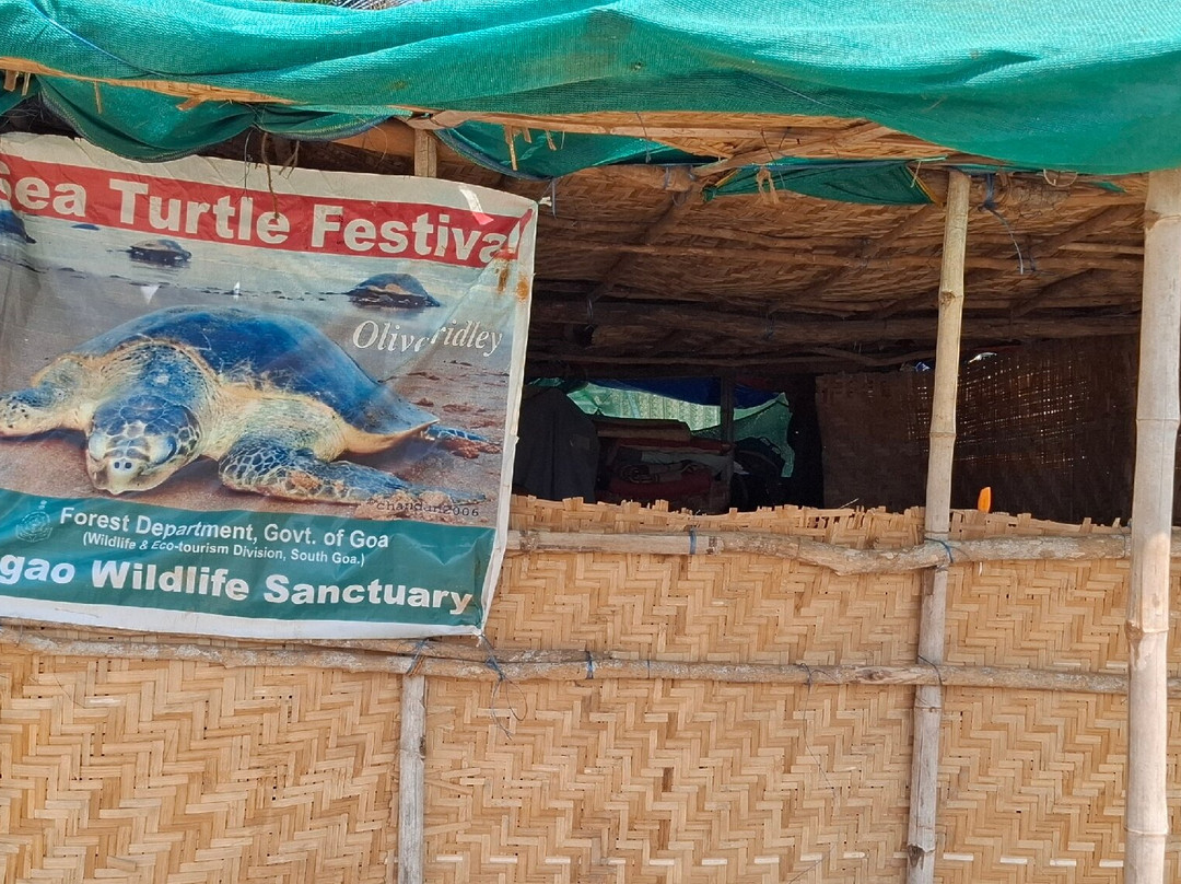 Cotigao Wildlife Sanctuary - Turtle Nests-雅高达必去景点