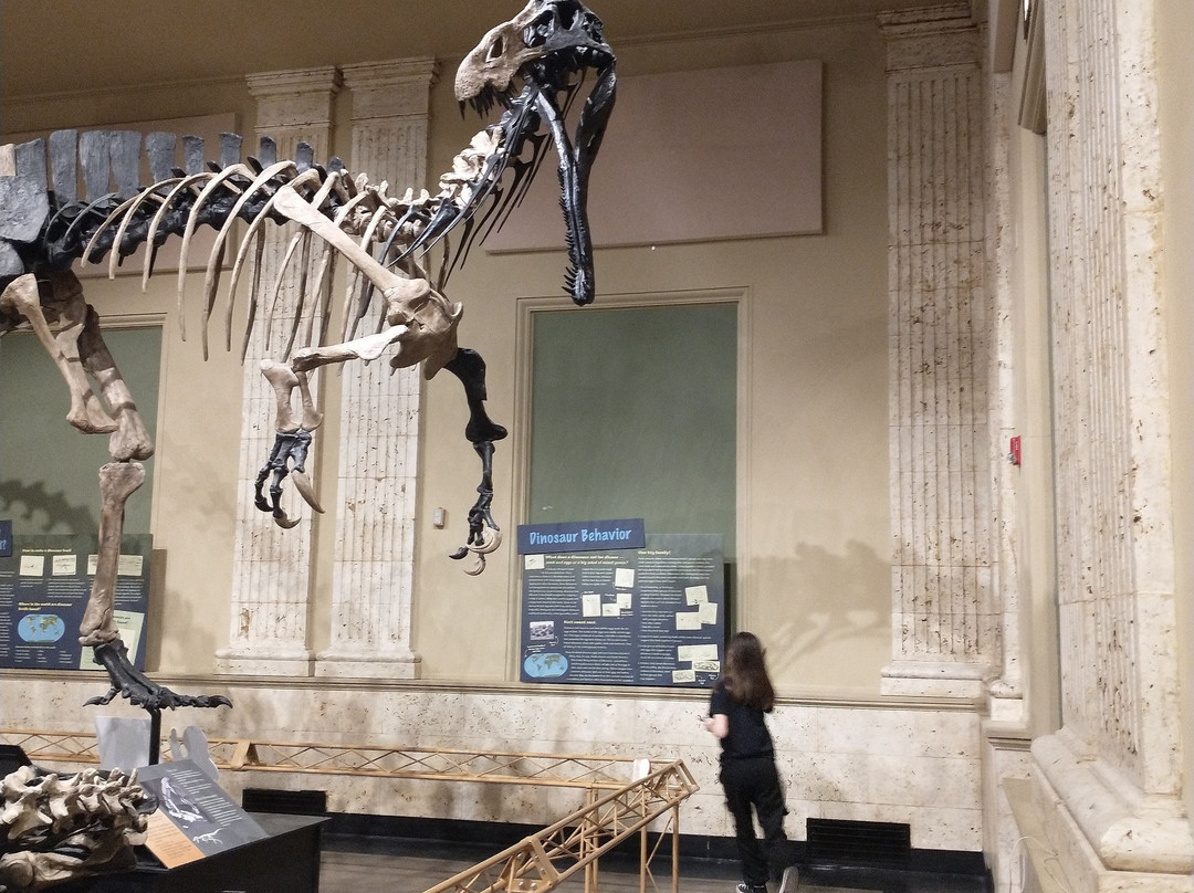 Dinosaur Discovery Museum-基诺沙必去景点