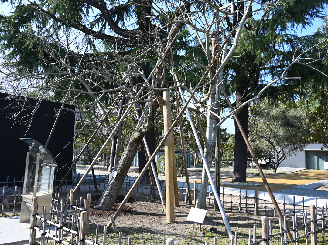 Chinese Parasol Tree That was Exposed to Hiroshima Bombing-广岛市必去景点