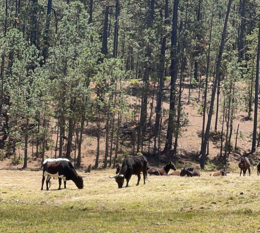 Pueblos Mancomunados-瓦哈卡必去景点