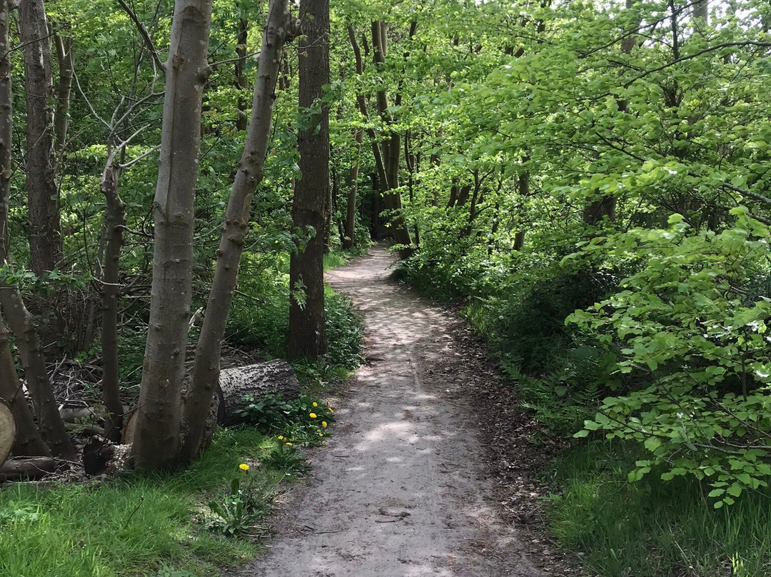 Heilooer Forest景点图片