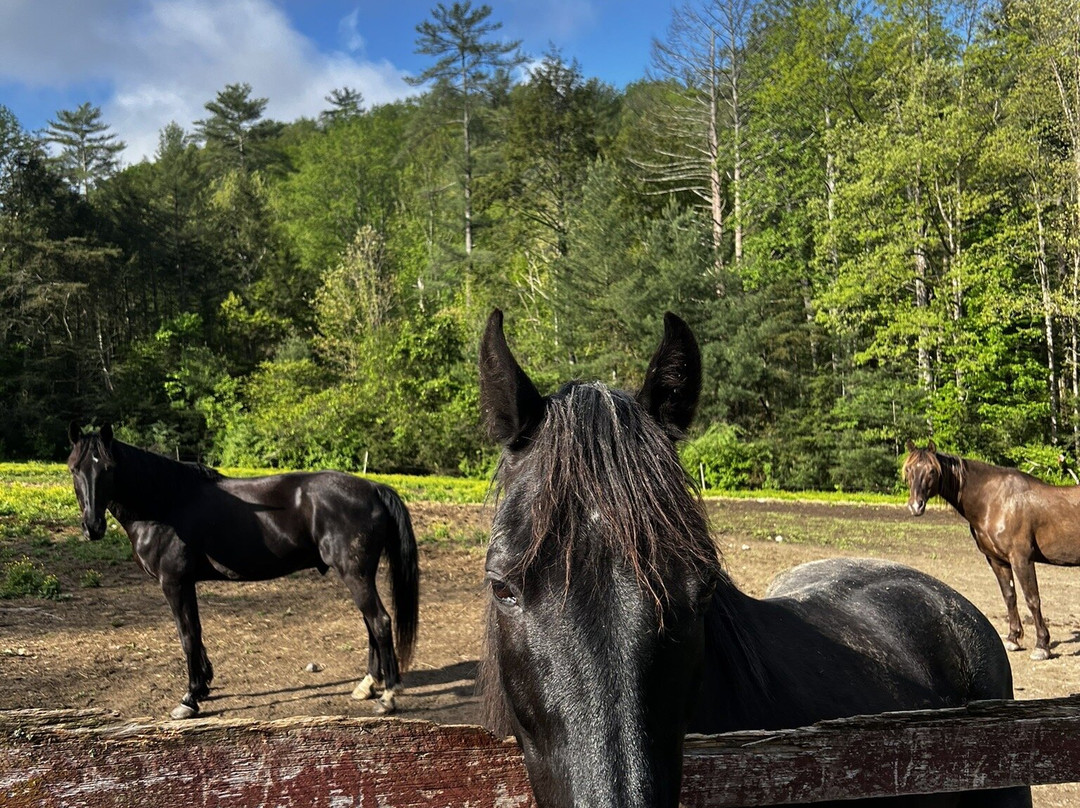 Appalachian Horse Adventures-温泉村必去景点