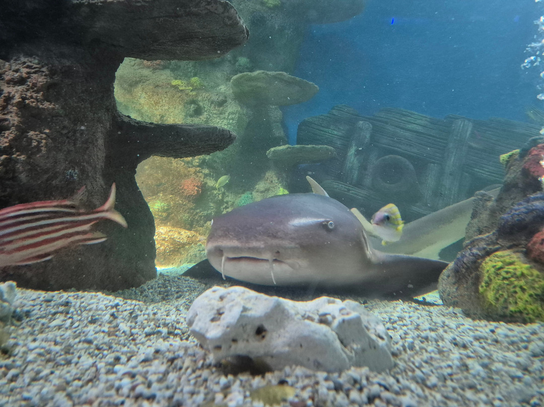 Sea Life Centre Great Yarmouth-大雅茅斯必去景点