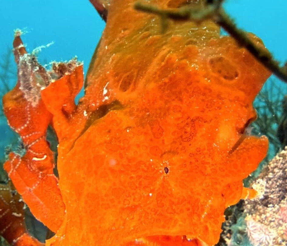 Dive Concepts Pemuteran景点图片
